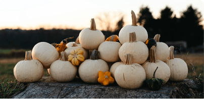 Aurora Vibe - Northern Lights